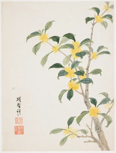 Cassia Blosso
