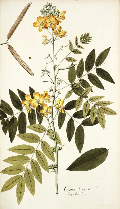 Cassia Chinensis