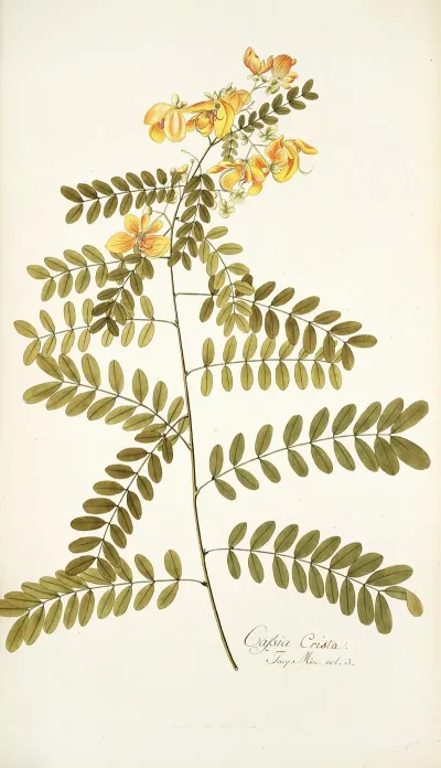 Cassia Crista