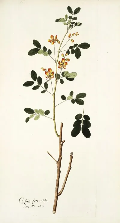 Cassia Sennoides