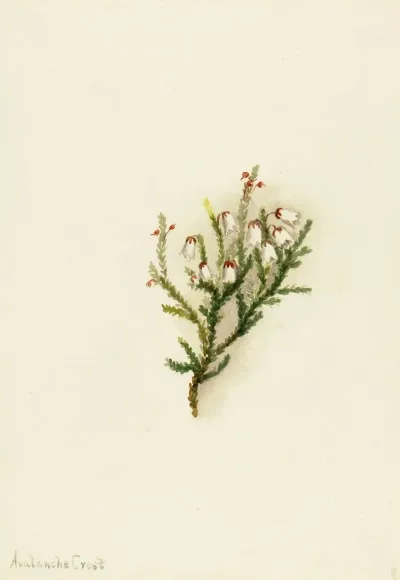 Cassiope Cassiope Mertensiana