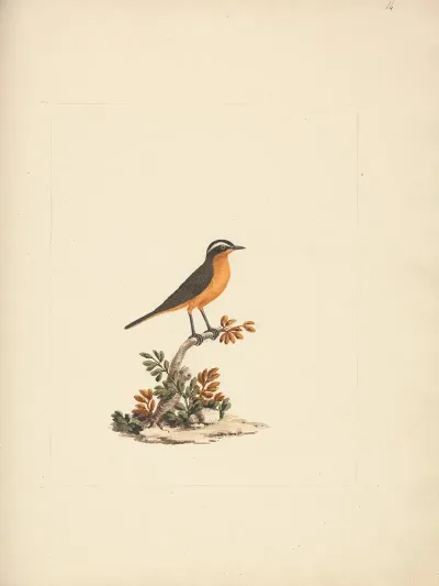 Cassypha Semirufa Ruppells Robin Chat