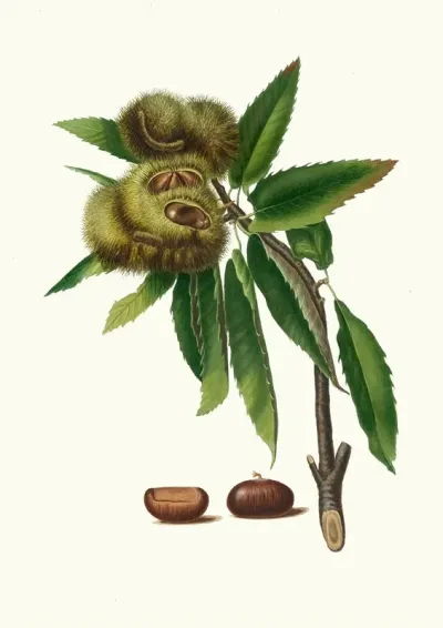Castagna Marrona Castanea Sativa Spanish Chestnut