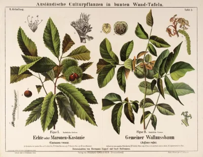 Castanea Vesca Juglans Regia Tamme Kastanje Okkernootboom