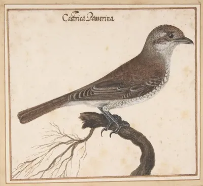 Castrica Passerina