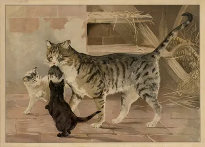 Cat 5