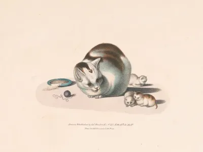 Cat And Three Kittens