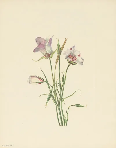 Catalina Mariposa Calochortus Catalinae 2