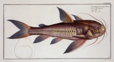Cataphractus Costatus The Rib Fish