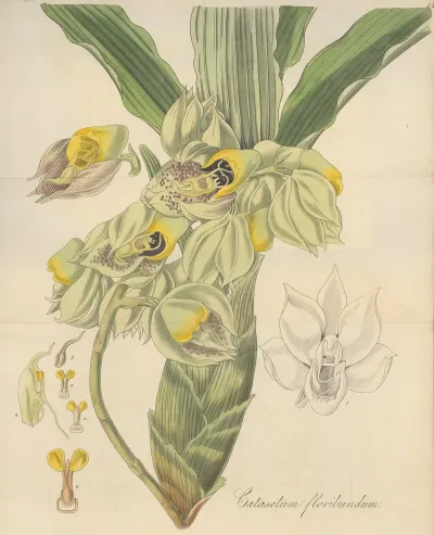 Catasetum Floribundum