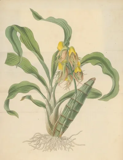 Catasetum Tridentatum 2