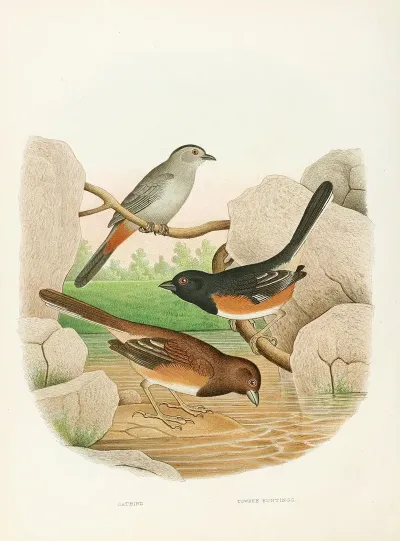 Catbird Towhee Buntings