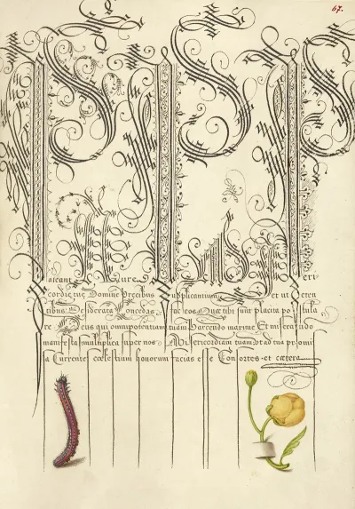 Caterpillar And Globeflower