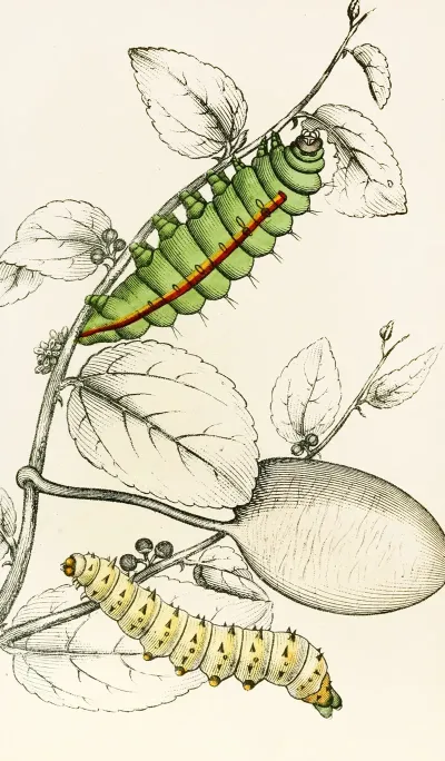Caterpillar Of Saturnia Cynthia Saturnia Mylitta