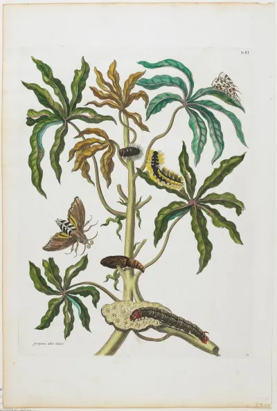 Caterpillars And Insects With Foliage