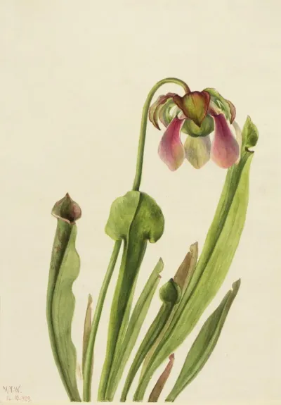 Catesby Pitcherplant Sarracenia Catesaei