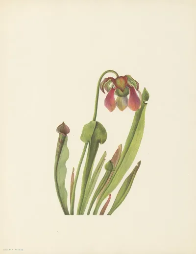 Catesby Pitcherplant Sarracenia Catesbaei 2