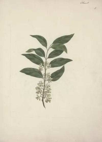 Catha Edulis Forssk Khath