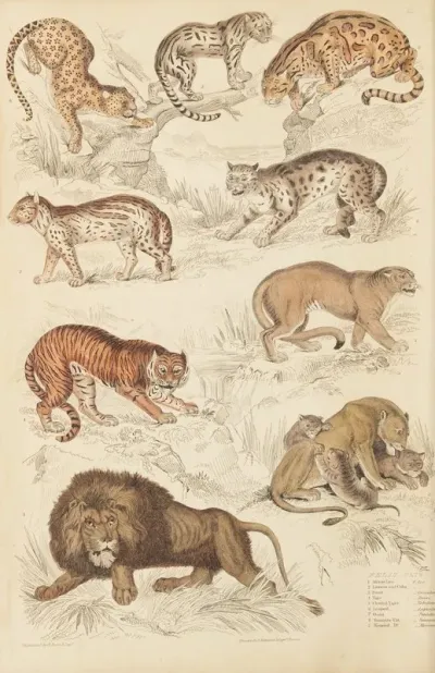 Cats 6