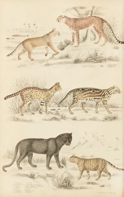 Cats 8