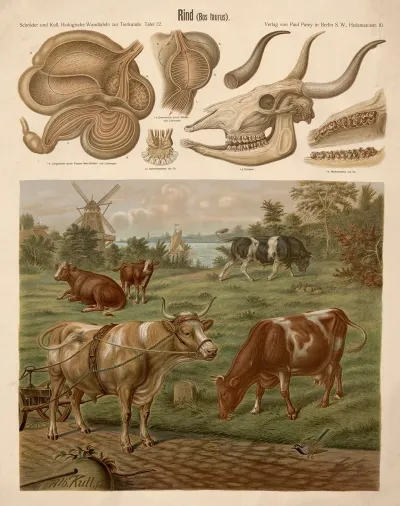 Cattle Bos Taurus