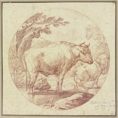 Cattle Drinking