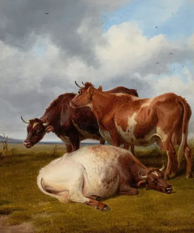 Cattle Grazing 2