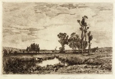 Cattle In A Pond