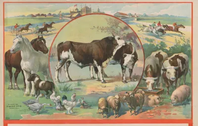 Cattle Surrounded By Farm Animals And Horse Racetrack