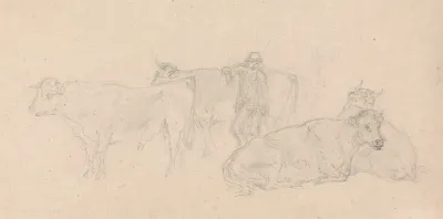 Cattle With A Farmer In Their Midst
