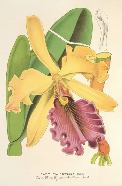 Cattleya Dowiana