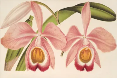 Cattleya Eldorado Splendens