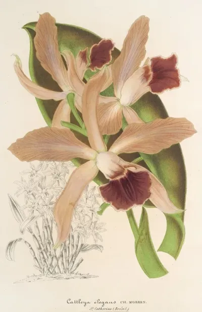 Cattleya Elegans Ch Morren