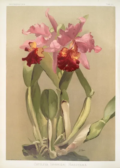 Cattleya Hybrida Hardyana