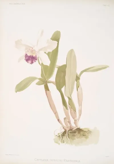 Cattleya Hybrida Parthenia