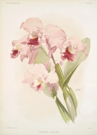 Cattleya Labiata 2