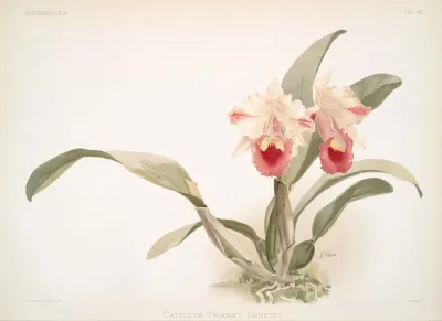 Cattleya Labiata Trianaei