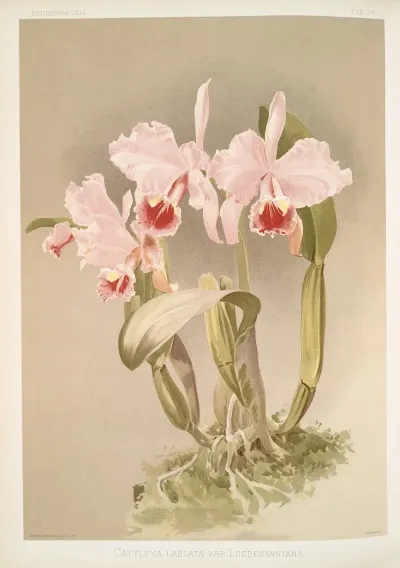 Cattleya Labiata Var Luedemanniana