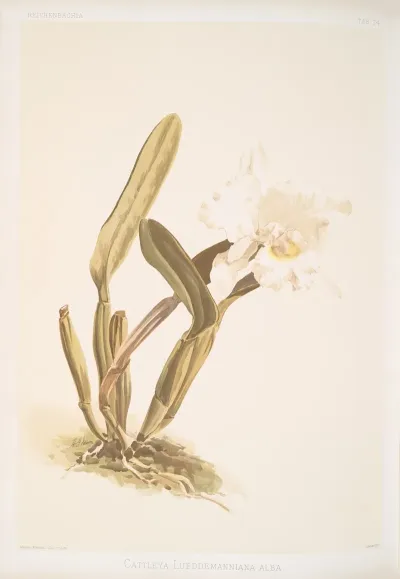 Cattleya Lueddemanniana Alba