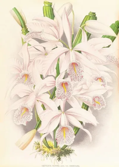 Cattleya Maxima 2