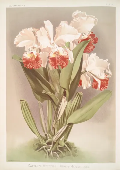 Cattleya Mendelli Duke Of Marlborough