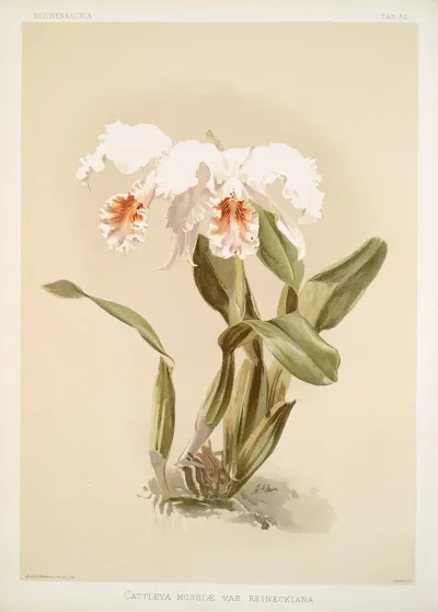 Cattleya Mossiae Var Reineckiana