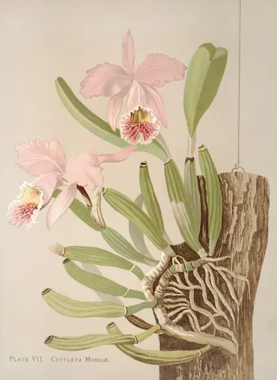 Cattleya Mosslae
