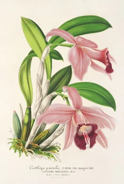 Cattleya Pumila