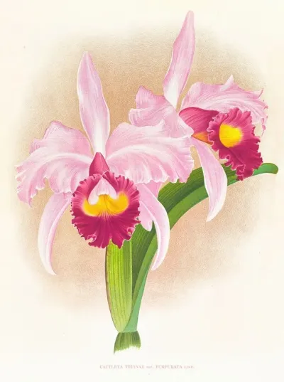 Cattleya Trianae Var Purpurata