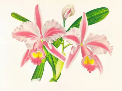 Cattleya Trianae Var Striata