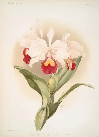 Cattleya Trianaei Schroederiana
