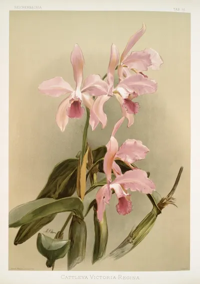 Cattleya Victoria Regina