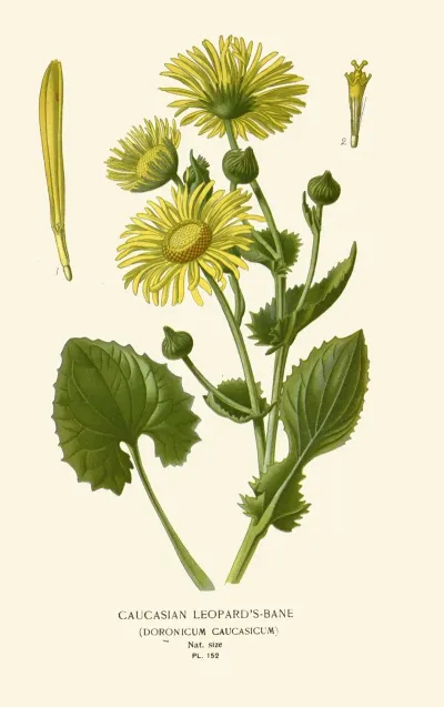 Caucasian Leopards Bane