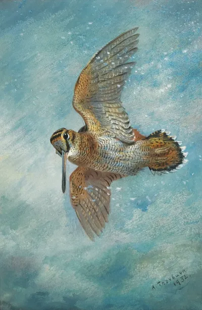 Caught In A Blizzard Woodcock